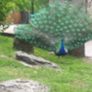 Meet your Posher, Layna